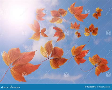 Autumn Fall Background Many Colorful Red And Orange Autumn Leaves