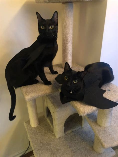 Bat Cats Rblackcats