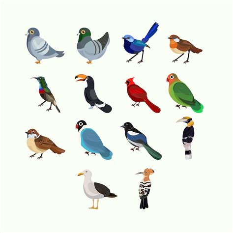 Premium Vector Cute Bird Illustration Set