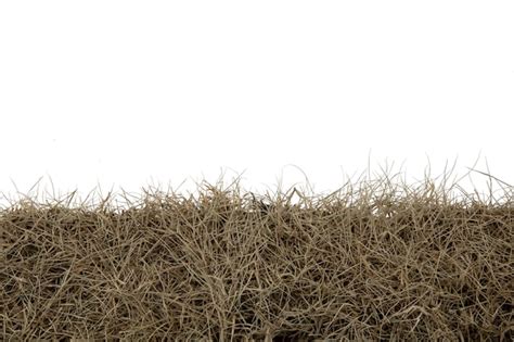 Premium Photo Dry Grass Isolated On White Backgrounddry Grass Field