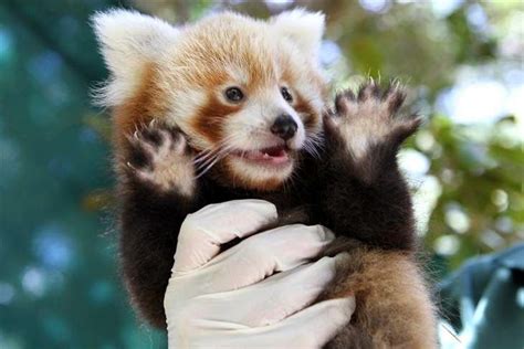 Cute Red Panda With Arms Up Red Panda Red Panda Baby Cute Baby Animals