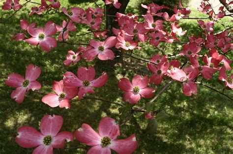 Trees To Plant Pink Trees Dogwood
