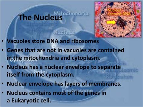 Ppt Section 3 Nucleus And Ribosomes Powerpoint Presentation Free