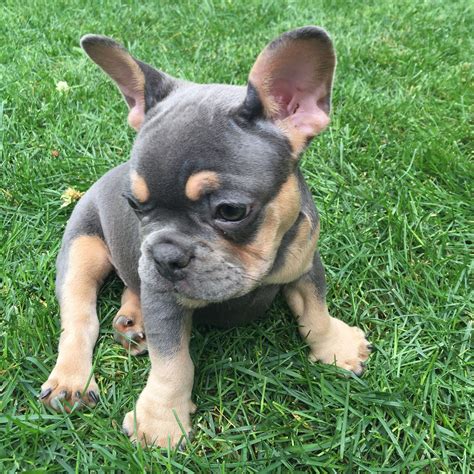 After owning an english bulldog we can not imagine our lives without one. Our new blue and tan French bulldog puppy Martini! She's ...