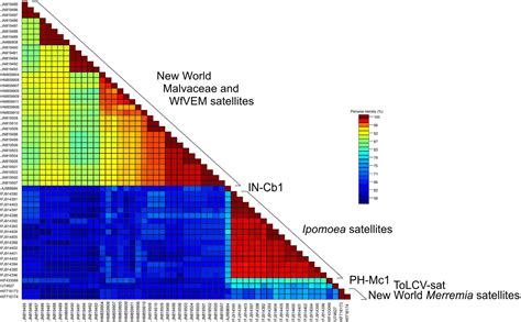 Frontiers Characterization Of Non Coding Dna Satellites Associated