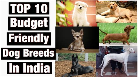 Top 10 Budget Friendly Dog Breeds In India Ll भारत में 10 सस्ते डॉग