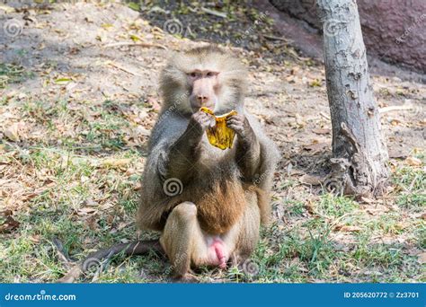 A Hungry Adult Male Hamadryas Baboon Eating Banana In The Nehru