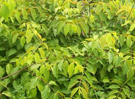 Maybe you would like to learn more about one of these? 400 Gambar Daun Gambir Terbaik - Gambar ID