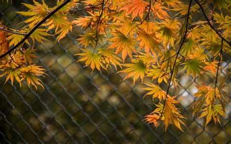 Download Wallpaper 3840x2400 Leaves Branches Fence Macro Autumn 4k