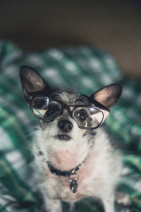Cute Dog Wearing Glasses By Stocksy Contributor Rachel Bellinsky