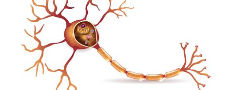 Eine nervenzelle, auch neuron (von altgriechisch νεῦρον. Aufgaben und Aufbau einer Nervenzelle | Ratgeber Nerven