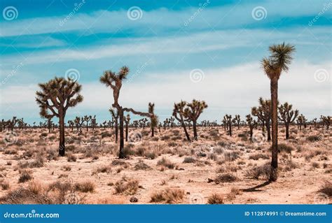 Joshua Trees Desert Landscape Stock Image Image Of National Spring