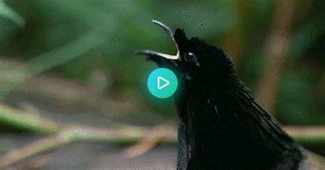 Bird Of Paradise Mating Ritual  On Imgur