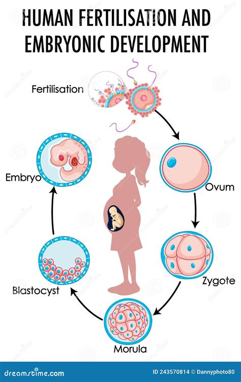 diagram showing human fertilization and embryonic development stock vector illustration of