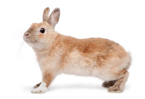 Royalty Free Rabbit Side View Pictures Images And Stock Photos Istock