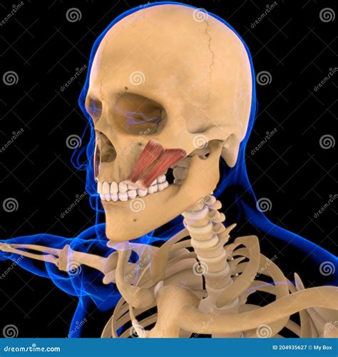 Zygomaticus Major And Minor Muscle Anatomy For Medical Concept 3d Stock