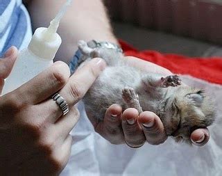 Waktu bayi menangis kurang sesuai untuk mengajarnya minum dengan botol susu. Surabaya Cat Lover: Tips Memberi Susu Pada Bayi Kucing
