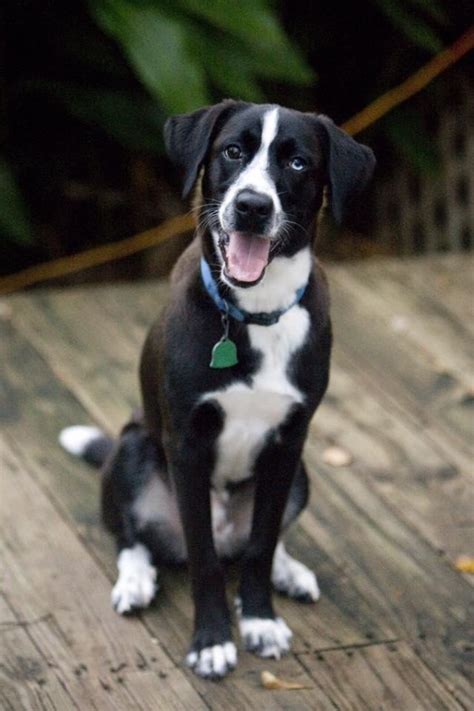 The cheapest offer starts at £700. 40 Pictures Of Short Haired Border Collie
