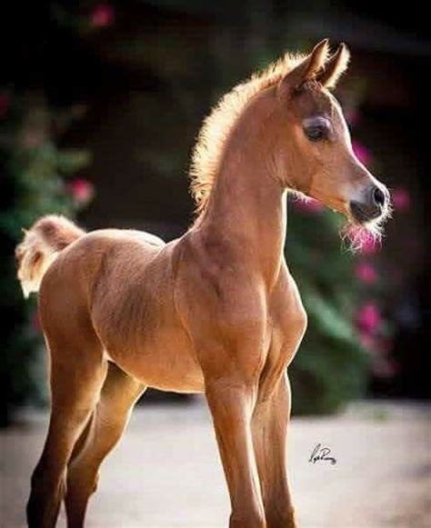 Pin By Tena Groome On Born To Run In 2020 Horses Baby Horses