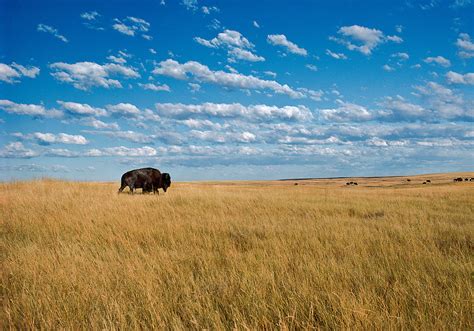 Buffalo On Prairie Great Plains South Dakota Badlands National Park