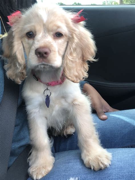 American Cocker Spaniel Puppies For Sale Jacksonville Fl 320065