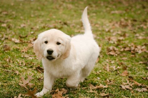 8 Week Old Golden Retriever Puppies Behaviors Training Feeding