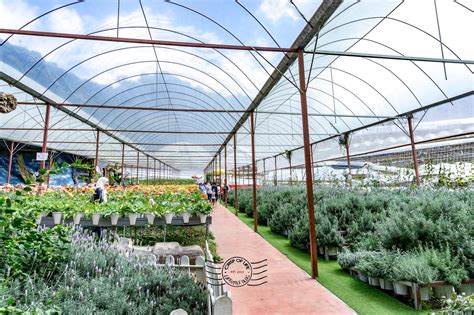 Beautiful landscaped garden covered with purple haze lavender is a brilliant sight to admire. Lavender Garden @ Cameron Highlands, Pahang - Crisp of Life