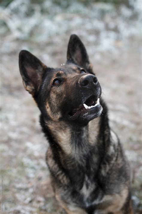 Sable German Shepherd Dog Del Colaborador De Stocksy Dobránska