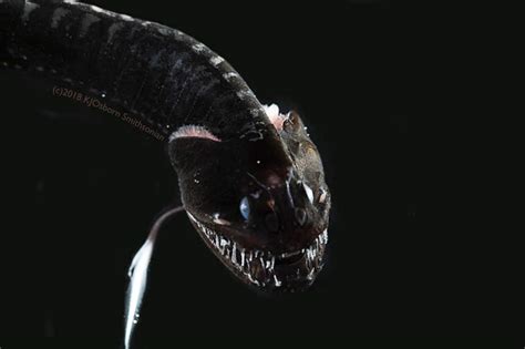 We did not find results for: Výzkumníci objevili hlubokomořské ryby, jejichž kůže ...