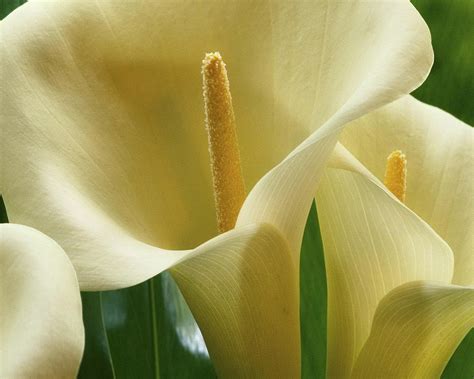 100 Free Calla Lilies And Calla Lily Images Pixabay