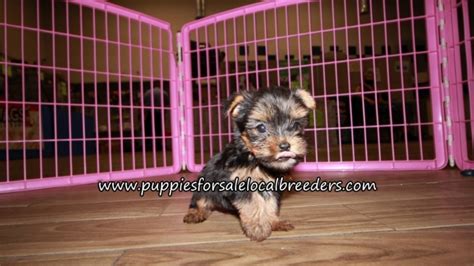 Puppies For Sale Local Breeders Cute Yorkie Puppies For Sale Atlanta