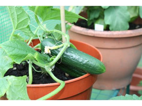 Cucumber Growth Stages And Tips To Grow A Healthy Cucumber Harvest Indoor
