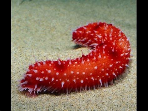 The soft cylindrical body, 2 to 200 cm (about 0.75 inch to. Facts: Sea Cucumbers - YouTube