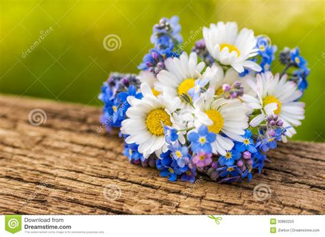 Potted daisies prefer partial shade or full sunlight and should be watered any time the top two inches. Bouquet With Daisies And Forget Me Not Stock Image - Image ...