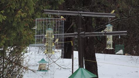 Voici Comment Attirer Les Oiseaux Chez Soi Ici Radio Canadaca