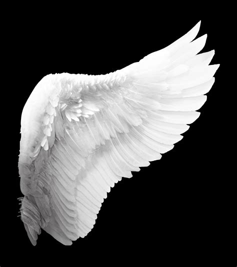 Free Photo White Angel Wing Angel Feathers White Free Download