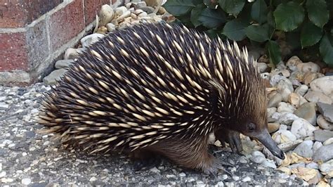 Knuckles The Echidna Visits My House To Say Gday Mate Echidna At