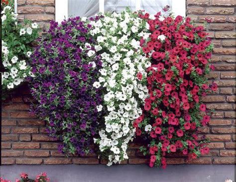 The best annuals for full sun include angelonia, california poppies, cosmos, signet marigolds, sunflowers and zinnias. red white & blue window box planter | ... Is More ...