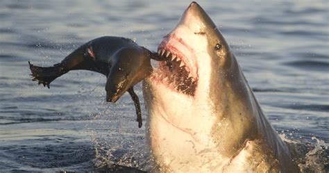 Learn vocabulary, terms and more with flashcards, games and other study tools. The 15 Most Horrifying Animals In the Ocean