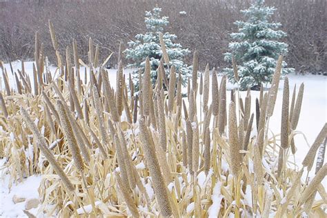 Everything Ws 9 Winter Plants That Dazzle Even In Snow