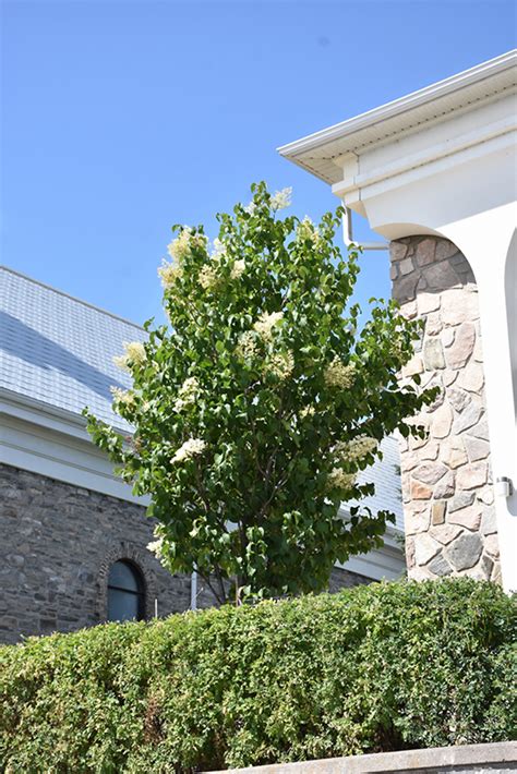 Ivory Pillar Japanese Tree Lilac Syringa Reticulata Willamette In Ottawa Nepean Kanata