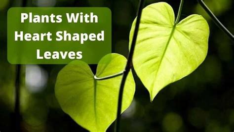 11 Plants With Heart Shaped Leaves You Must Have