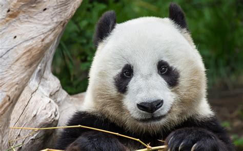Download Wallpapers Panda Close Up Cute Animals Zoo Bears