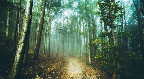 Forest Scene Ultra Nature Forests Dark Autumn Trees Light Leaves