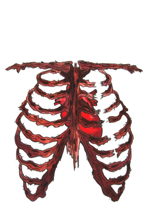 Ribcage drawing resources are for free download on berserk on. Francesca Graci: watercolor/ Ribcage