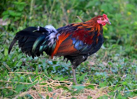 Farming Heritage Chicken Breeds Of The Philippines The Poultry Site
