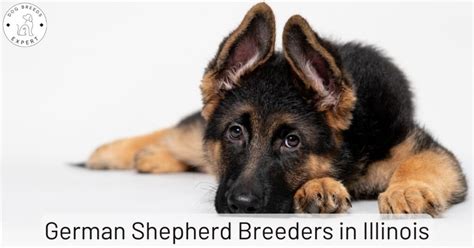 German Shepherd Breeders In Illinois List Of 5 Local Breeders