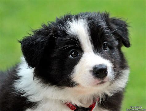 Border Collie Cute Baby Dogs Border Collie Dog
