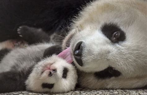 Photo By Amivitale Ying Hua And Her Baby At The Bifengxia Giant Panda