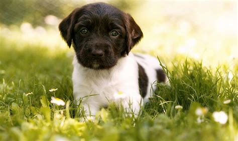 The body is white with black patches, flecked and/or ticked. "Small Munsterlander Puppy lying in Grass" by birddog ...